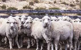 Alerta sanitaria en Chubut por brote de sarna ovina en siete&nbsp;departamentos
