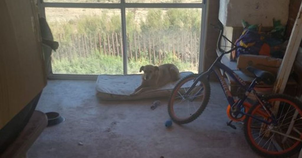 Rescatan a cerca de 20 animales tras el derrumbe en el cerro&nbsp;Hermitte